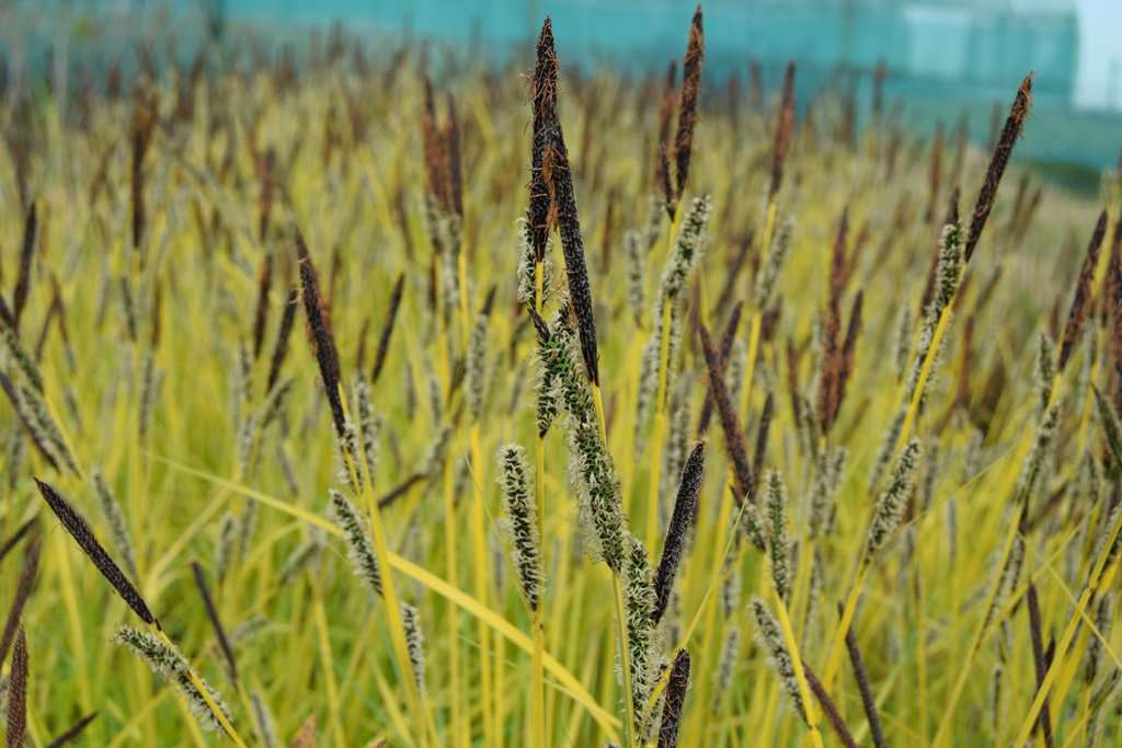 Carex elata 'Aurea' ---